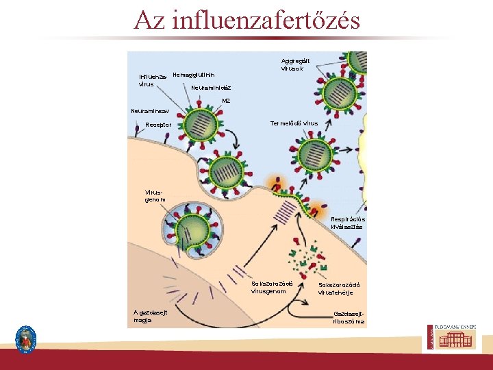 Az influenzafertőzés Influenza- Hemagglutinin vírus Neuraminidáz Aggregált vírusok M 2 Neuraminsav Receptor Termelődő vírus