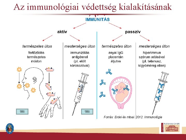 Az immunológiai védettség kialakításának módjai Forrás: Erdei és mtsai. 2012. Immunológia 