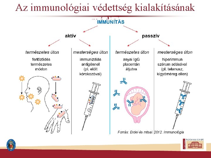 Az immunológiai védettség kialakításának módjai Forrás: Erdei és mtsai. 2012. Immunológia 