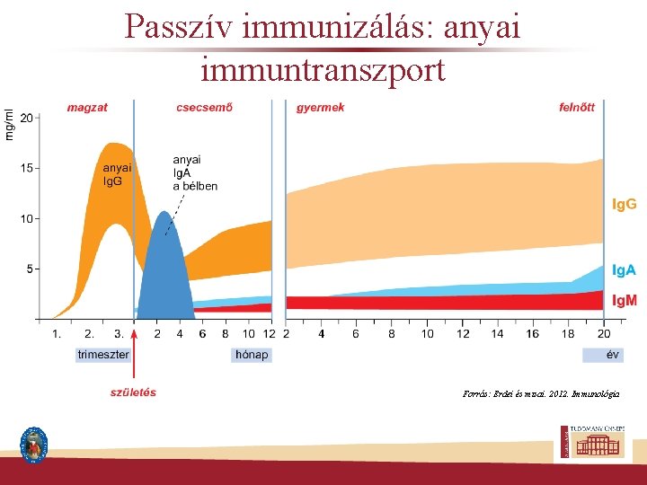 Passzív immunizálás: anyai immuntranszport Forrás: Erdei és mtsai. 2012. Immunológia 