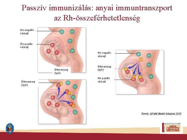 Passzív immunizálás: anyai immuntranszport az Rh-összeférhetetlenség Rh-negatív vérsejt Rh-pozitív vérsejt Rh-negatív vérsejt Ellenanyag (Ig.