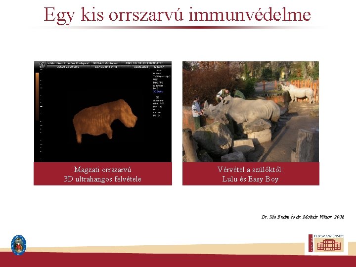 Egy kis orrszarvú immunvédelme Magzati orrszarvú 3 D ultrahangos felvétele Vérvétel a szülőktől: Lulu