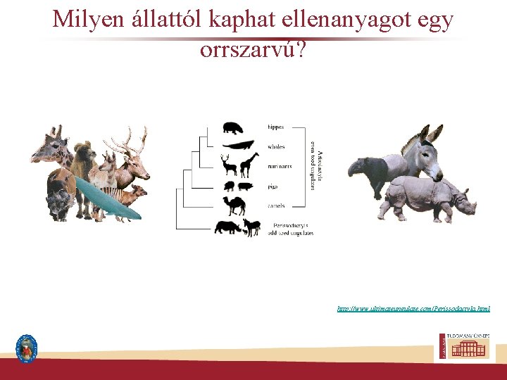 Milyen állattól kaphat ellenanyagot egy orrszarvú? http: //www. ultimateungulate. com/Perissodactyla. html 