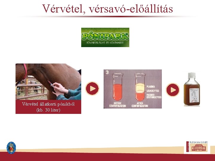 Vérvétel, vérsavó-előállítás Vérvétel állatkerti pónikból (kb. 30 liter) 