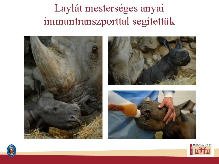 Laylát mesterséges anyai immuntranszporttal segítettük 