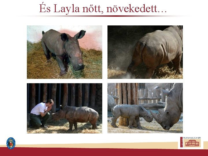 És Layla nőtt, növekedett… 