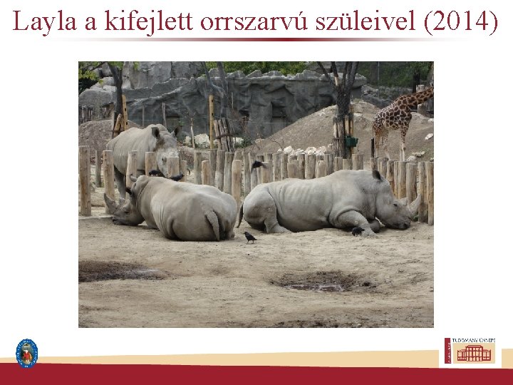 Layla a kifejlett orrszarvú szüleivel (2014) 