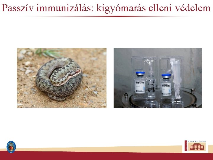 Passzív immunizálás: kígyómarás elleni védelem 