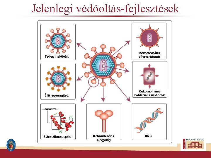 Jelenlegi védőoltás-fejlesztések Teljes inaktivált Rekombináns vírusvektorok Élő legyengített Rekombináns bakteriális vektorok Szintetikus peptid Rekombináns