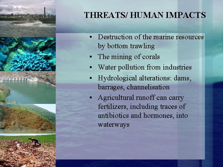 THREATS/ HUMAN IMPACTS • Destruction of the marine resources by bottom trawling • The