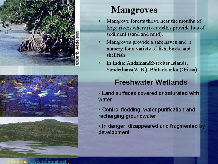 Mangroves • • • Mangrove forests thrive near the mouths of large rivers where