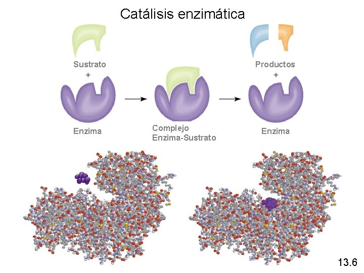 Catálisis enzimática Sustrato Enzima Productos Complejo Enzima-Sustrato Enzima 13. 6 Catálisis enzimática Sustrato Enzima Productos Complejo Enzima-Sustrato Enzima 13. 6