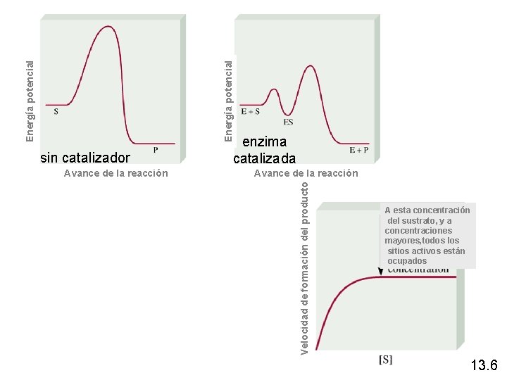 Energía potencial Avance de la reacción Velocidad de formación del producto Energía potencial sin Energía potencial Avance de la reacción Velocidad de formación del producto Energía potencial sin