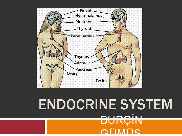 ENDOCRINE SYSTEM BURÇİN 