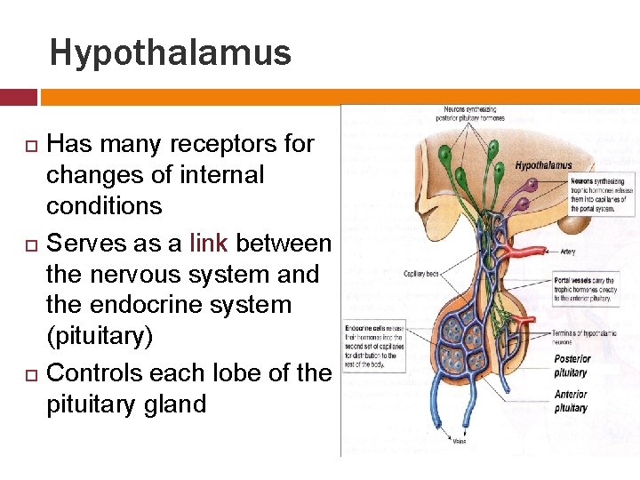 Hypothalamus Has many receptors for changes of internal conditions Serves as a link between