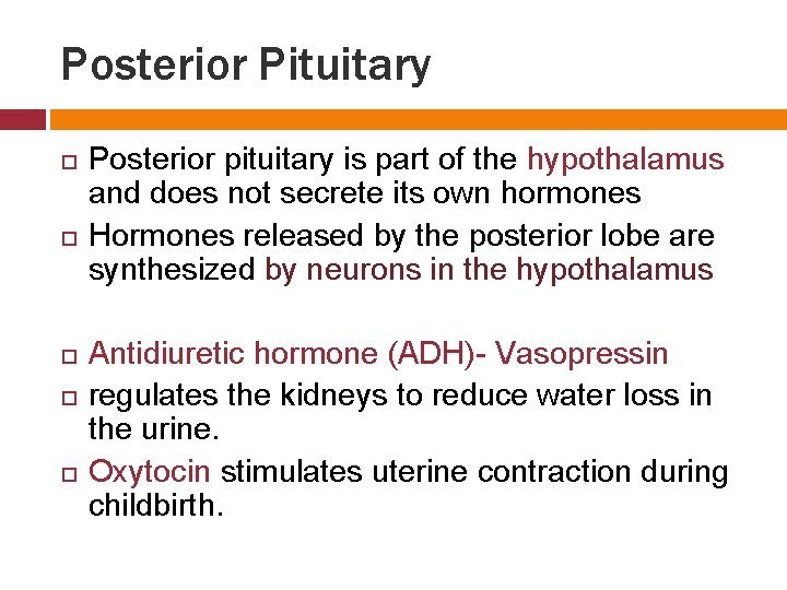Posterior Pituitary Posterior pituitary is part of the hypothalamus and does not secrete its