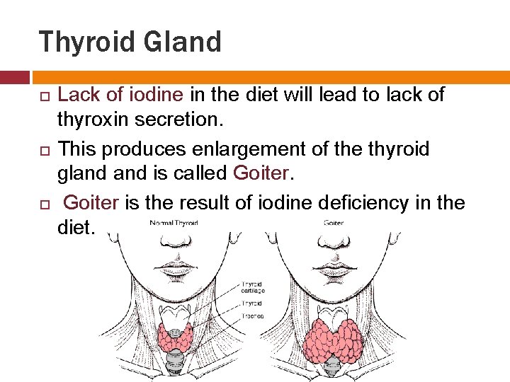 Thyroid Gland Lack of iodine in the diet will lead to lack of thyroxin