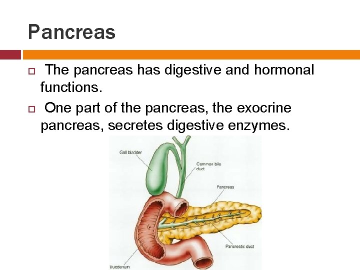 Pancreas The pancreas has digestive and hormonal functions. One part of the pancreas, the