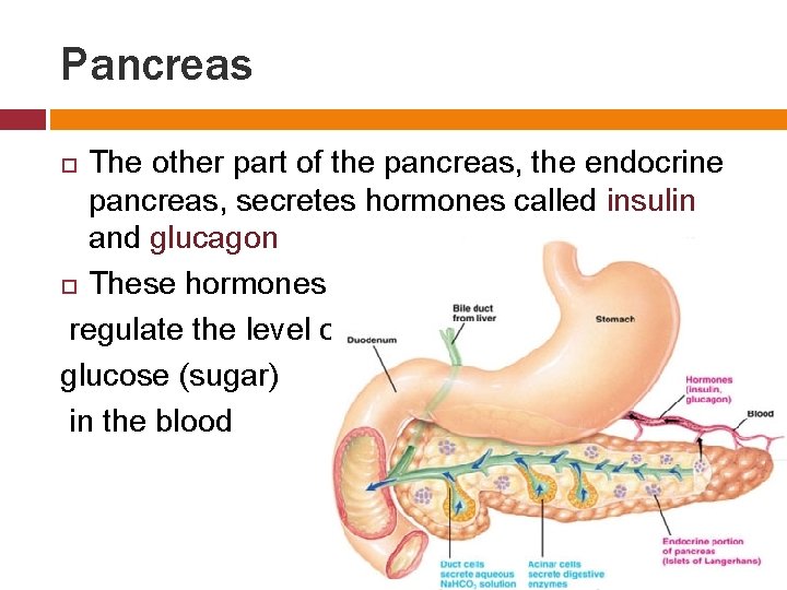 Pancreas The other part of the pancreas, the endocrine pancreas, secretes hormones called insulin