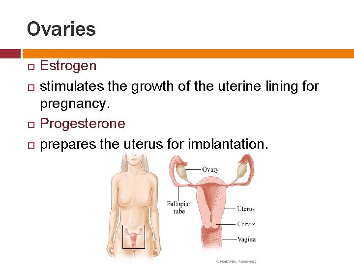 Ovaries Estrogen stimulates the growth of the uterine lining for pregnancy. Progesterone prepares the