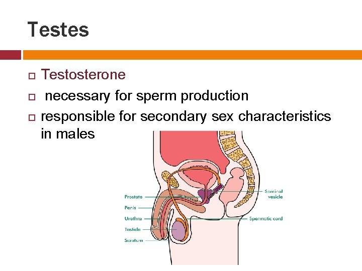 Testes Testosterone necessary for sperm production responsible for secondary sex characteristics in males 