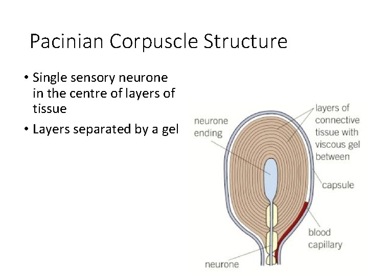 Pacinian Corpuscle Structure • Single sensory neurone in the centre of layers of tissue