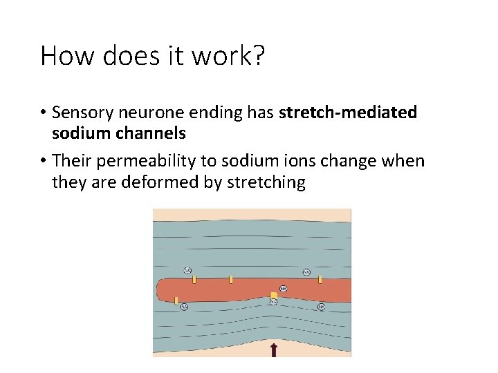 How does it work? • Sensory neurone ending has stretch-mediated sodium channels • Their