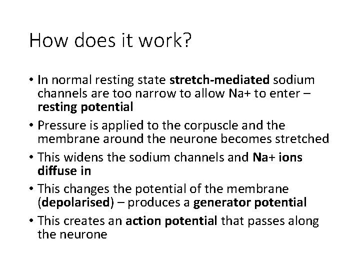 How does it work? • In normal resting state stretch-mediated sodium channels are too