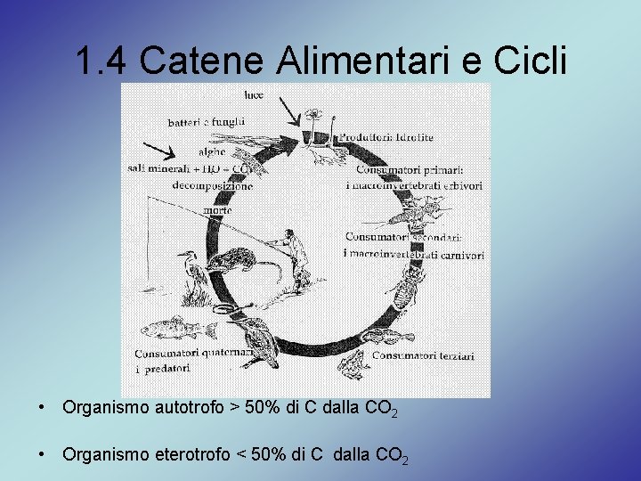 1. 4 Catene Alimentari e Cicli • Organismo autotrofo > 50% di C dalla