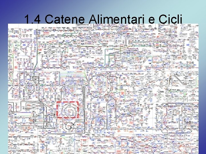 1. 4 Catene Alimentari e Cicli Organismo vivente • Metabolismo = Catabolismo + Anabolismo