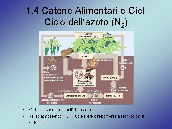 1. 4 Catene Alimentari e Cicli Ciclo dell‘azoto (N 2) • Ciclo gassoso (pool