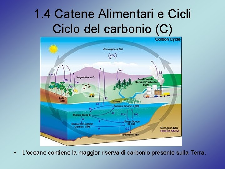 1. 4 Catene Alimentari e Cicli Ciclo del carbonio (C) • L‘oceano contiene la