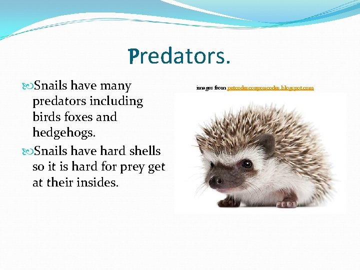 Predators. Snails have many predators including birds foxes and hedgehogs. Snails have hard shells