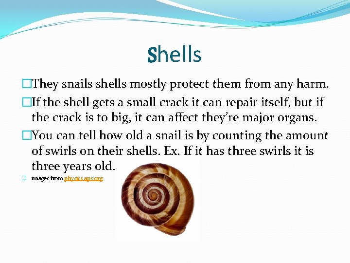 Shells �They snails shells mostly protect them from any harm. �If the shell gets