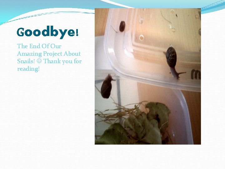 Goodbye! The End Of Our Amazing Project About Snails! Thank you for reading! 