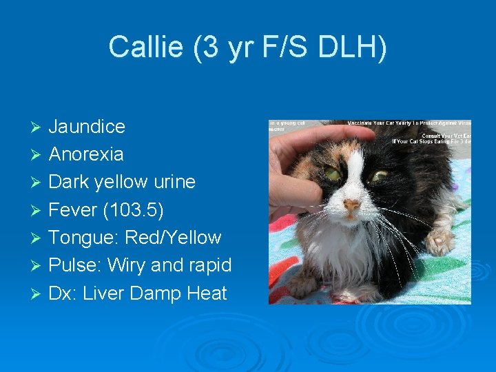 Callie (3 yr F/S DLH) Jaundice Ø Anorexia Ø Dark yellow urine Ø Fever