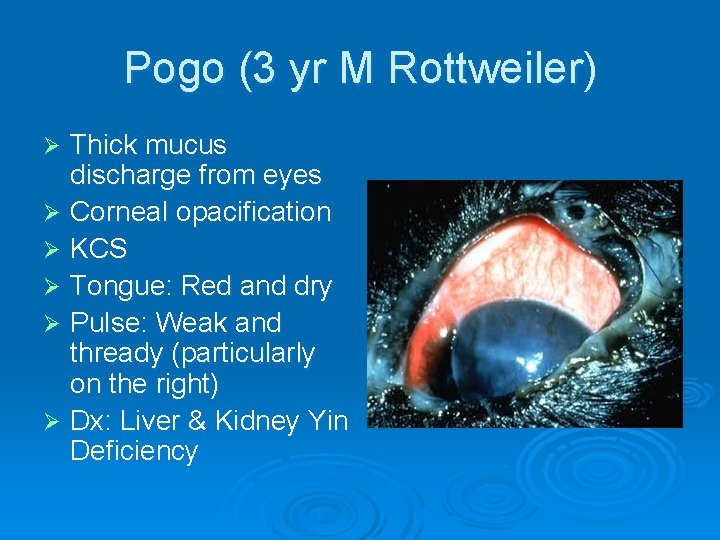 Pogo (3 yr M Rottweiler) Thick mucus discharge from eyes Ø Corneal opacification Ø
