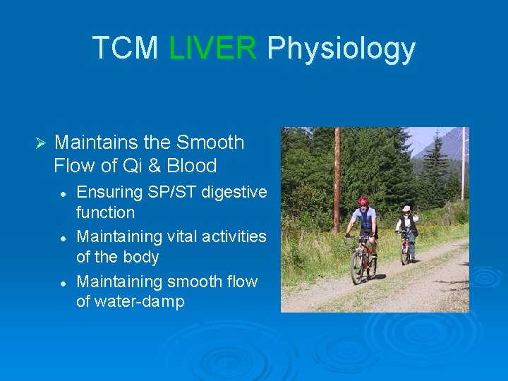 TCM LIVER Physiology Ø Maintains the Smooth Flow of Qi & Blood l l