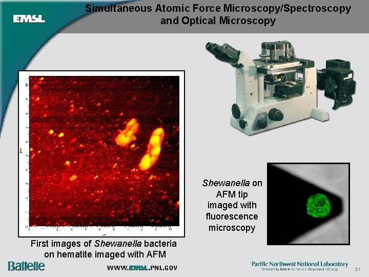 Simultaneous Atomic Force Microscopy/Spectroscopy and Optical Microscopy Shewanella on AFM tip imaged with fluorescence
