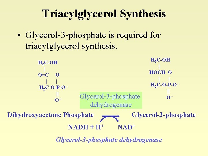 Triacylglycerol Synthesis • Glycerol-3 -phosphate is required for triacylglycerol synthesis. H 2 C-OH |
