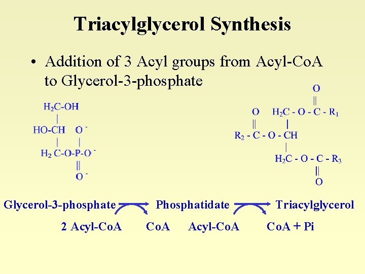 Triacylglycerol Synthesis • Addition of 3 Acyl groups from Acyl-Co. A to Glycerol-3 -phosphate