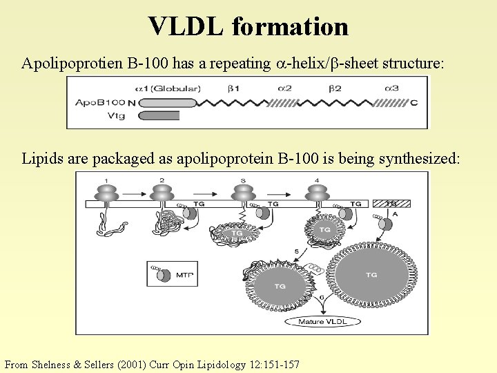 VLDL formation Apolipoprotien B-100 has a repeating -helix/ -sheet structure: Lipids are packaged as