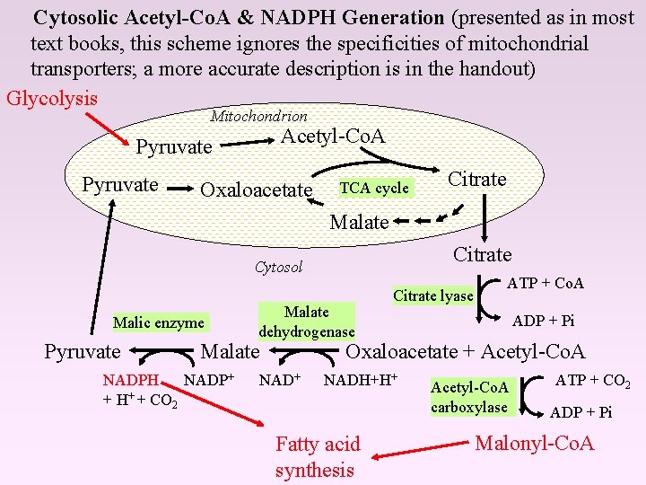 Cytosolic Acetyl-Co. A & NADPH Generation (presented as in most text books, this scheme