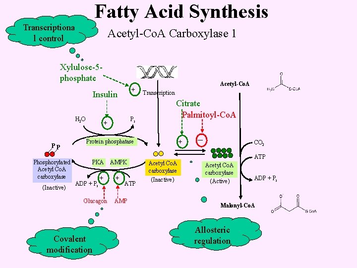Fatty Acid Synthesis Transcriptiona l control Acetyl-Co. A Carboxylase 1 Xylulose-5 phosphate + Insulin