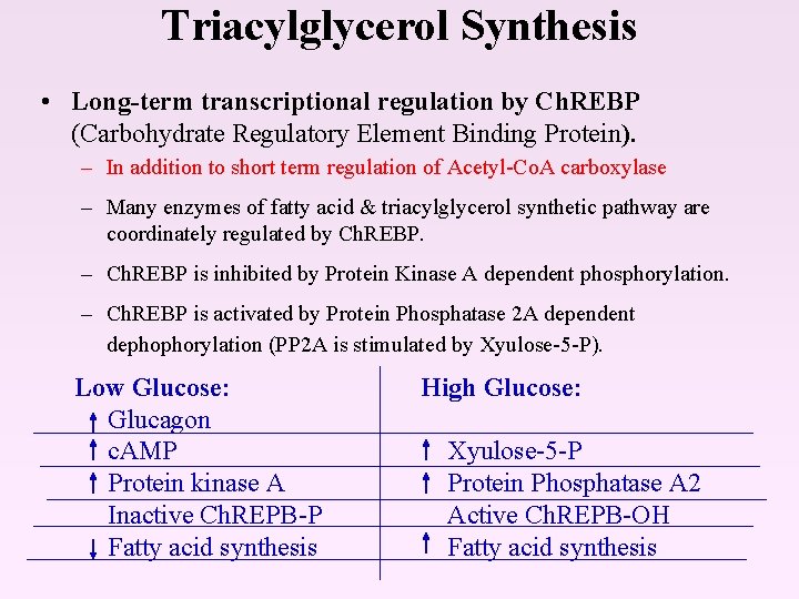 Triacylglycerol Synthesis • Long-term transcriptional regulation by Ch. REBP (Carbohydrate Regulatory Element Binding Protein).