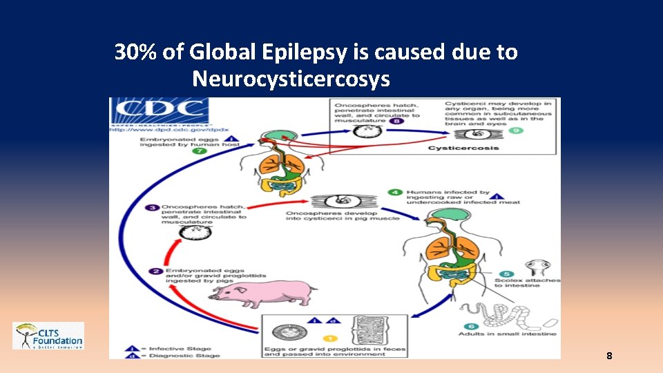 30% of Global Epilepsy is caused due to Neurocysticercosys 8 