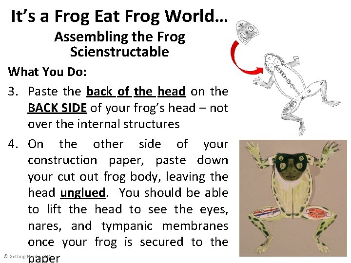 It’s a Frog Eat Frog World… Assembling the Frog Scienstructable What You Do: 3.