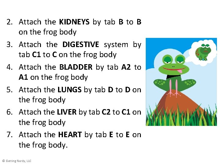 2. Attach the KIDNEYS by tab B to B on the frog body 3.