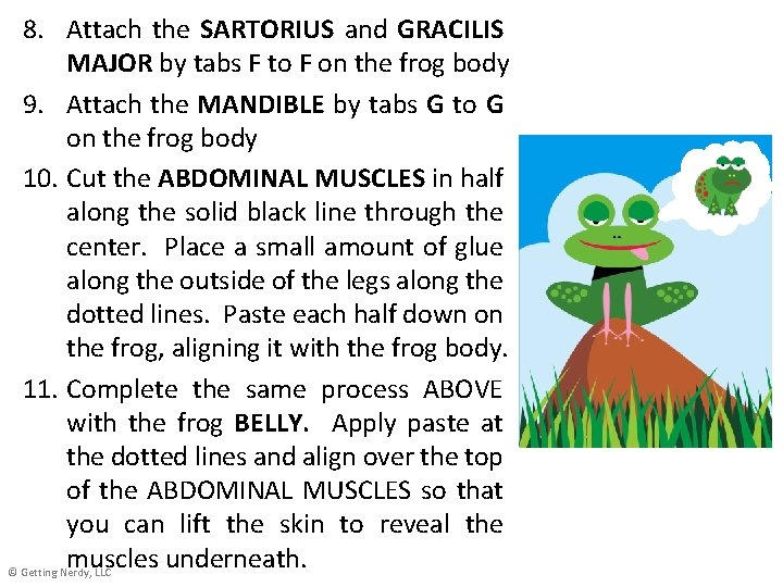 8. Attach the SARTORIUS and GRACILIS MAJOR by tabs F to F on the