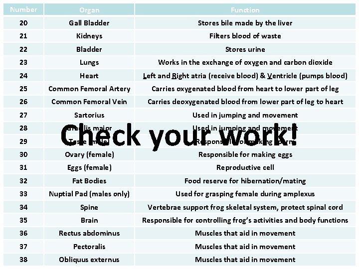 Number Organ Function 20 Gall Bladder Stores bile made by the liver 21 Kidneys